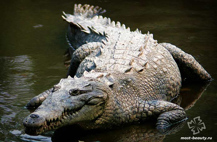 Острорылый крокодил. СС0