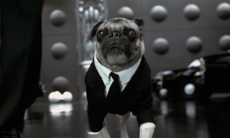 Самые популярные животные-киноактеры Самые популярные животные-киноактеры