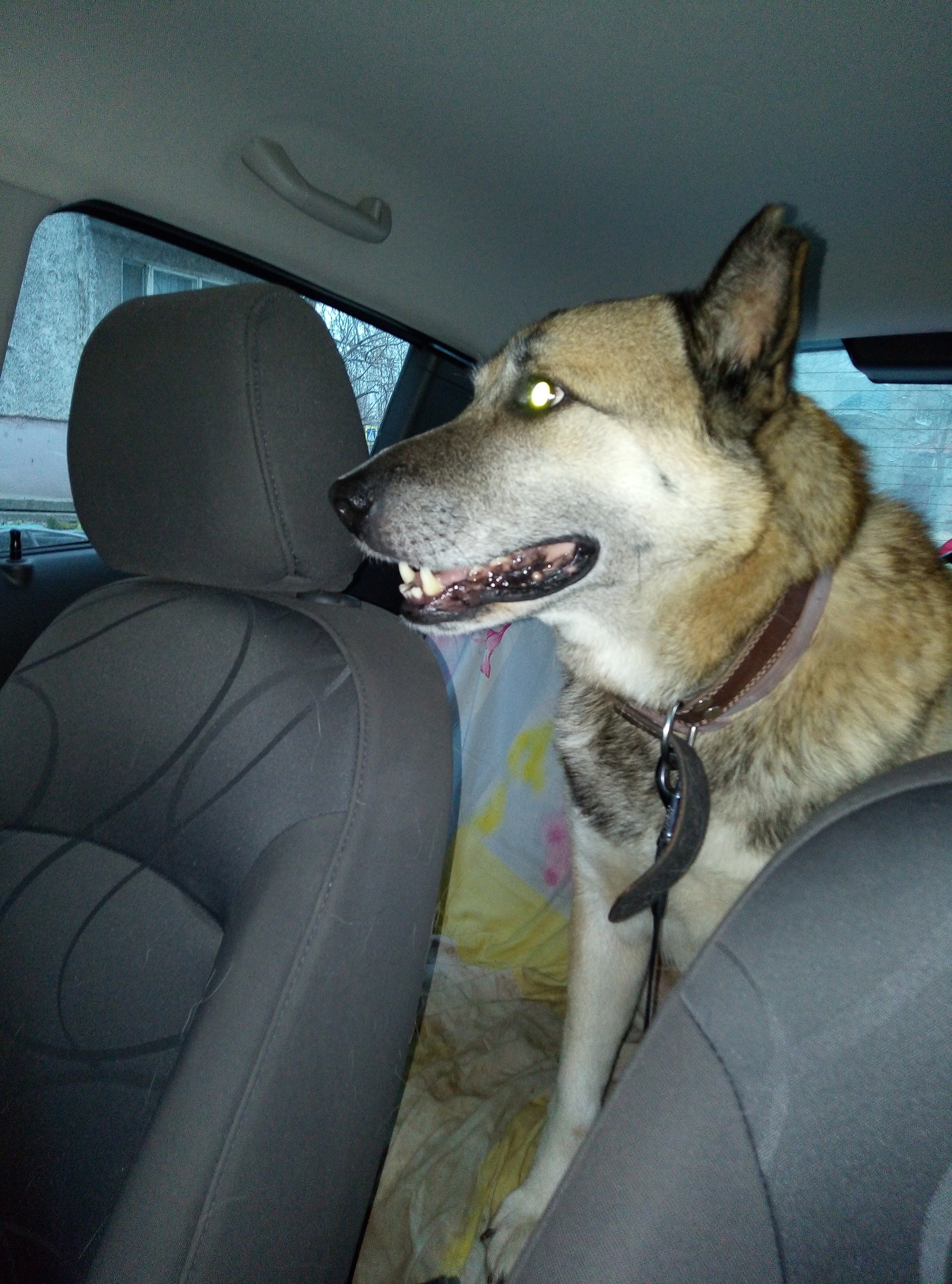 собака в машине