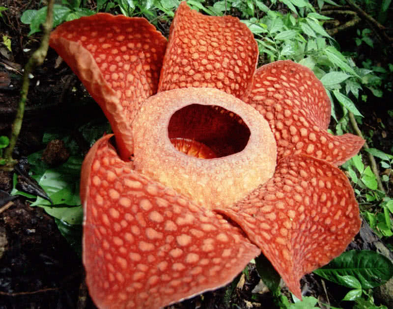 Asian parasitic leafless plant