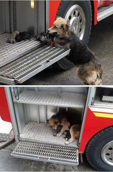 Собака спасает своих детей от пожара, пряча их...