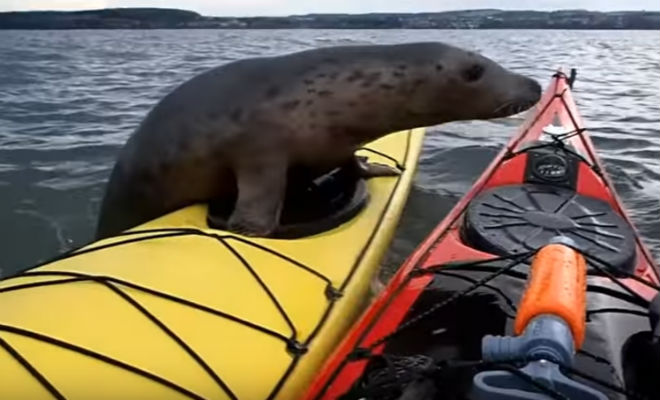 Лодка покачнулась и моряк обернулся: на корму взобрался огромный тюлень