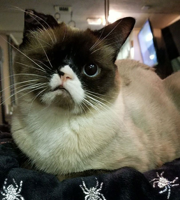sirstuffington-one-eyed-cat-1