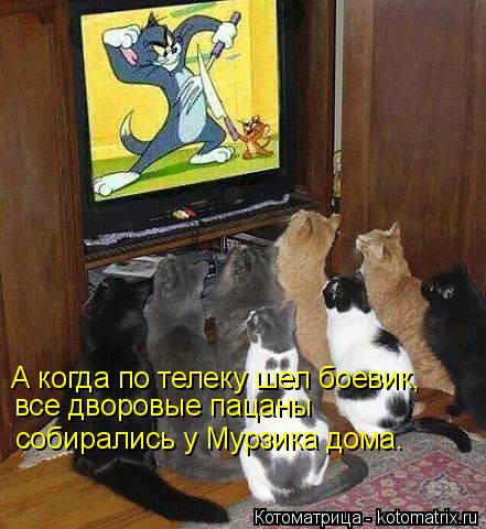 Котоматрица: А когда по телеку шел боевик, все дворовые пацаны собирались у Мурзика дома.