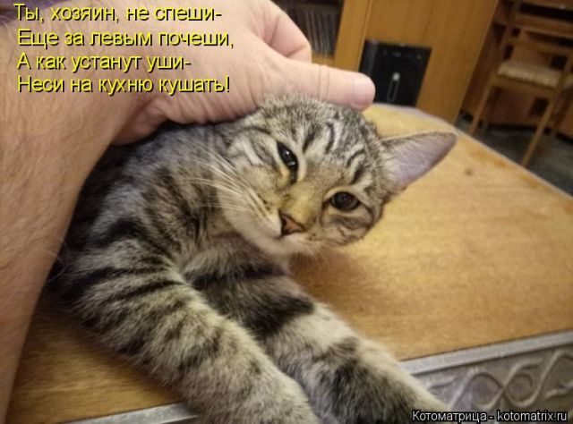 Самые смешные котоматрицы за прошедшую неделю
