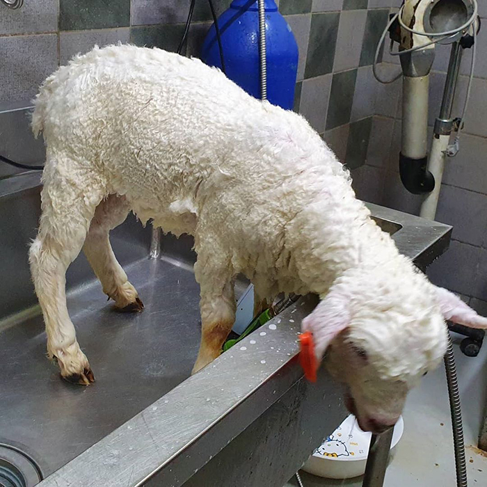Кафе с овечками из Южной Кореи опубликовало снимки подготовки питомцев к работе 