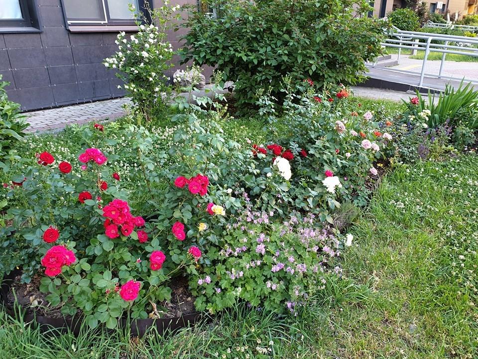 Цветник в городском дворе – советы практика двор,ландшафтный дизайн,цветник