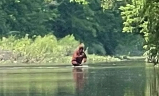 Турист снял на камеру в лесу существо, которое не выглядело как человек и брело по реке Культура