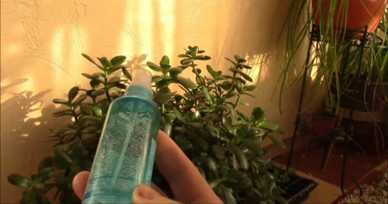 Копеечное аптечное средство — спасение для комнатных растений зимой! Копеечное аптечное средство — спасение для комнатных растений зимой! домоводство