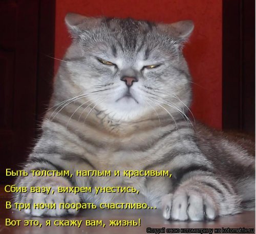 Лучшая котоматрица недели Лучшая котоматрица недели позитив,смешные картинки,юмор