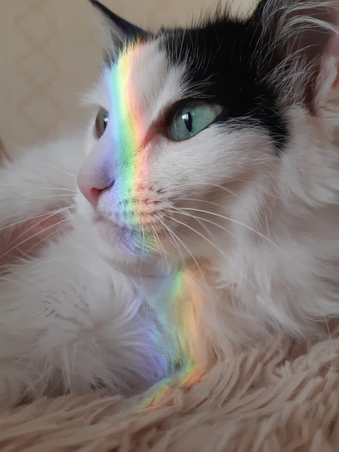 Без кота и жизнь не та