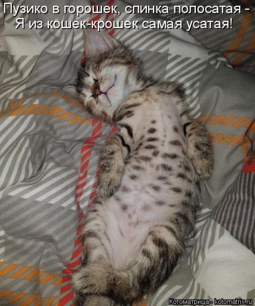 Лучшая котоматрица недели Лучшая котоматрица недели позитив,смешные картинки,юмор