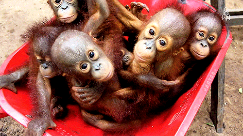 Подборка ржачных и забавных гифок со смыслом 