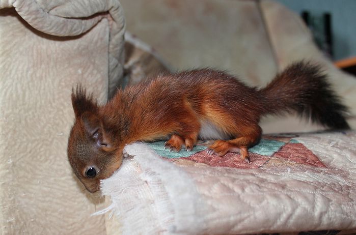 Животные, белка, позитив