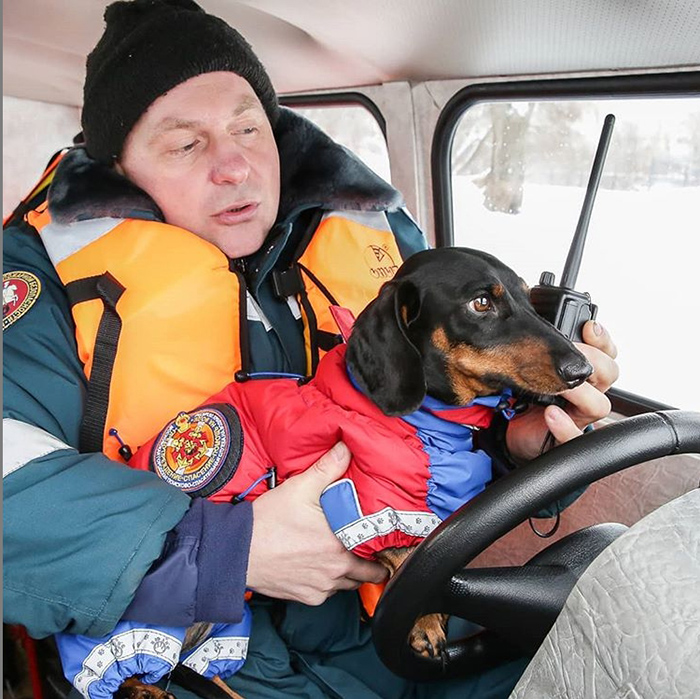 Четвероногий талисман московских спасателей: Как «психолог» такса Маруся помогает бороться со стрессом интересное,позитив,помощь,психолог,Россия,собака,спасатель,такса