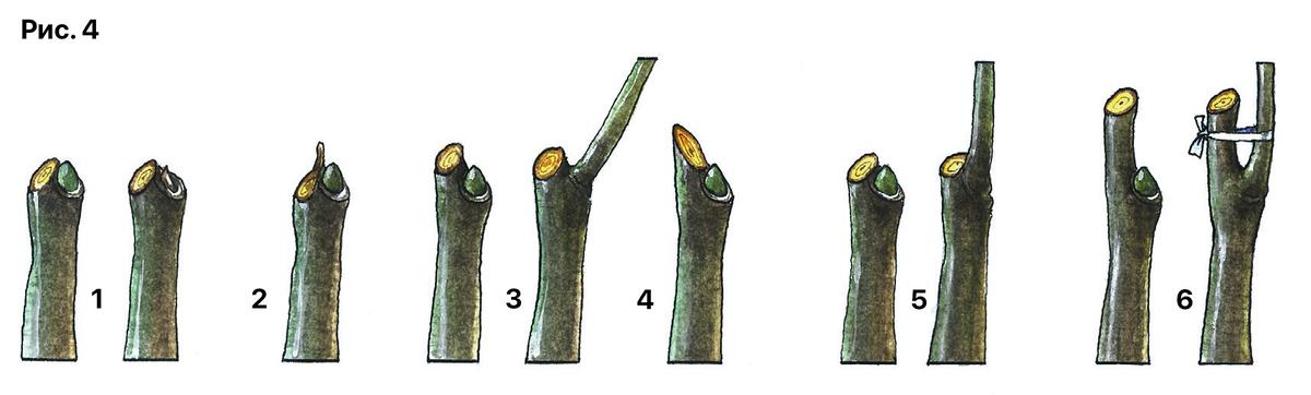 Техника и приемы весенней обрезки сада ветви, формирования, обрезки, кроны, можно, вырезка, ведет, почки, роста, деревьев, среза, побегов, чтобы, часто, шипик, регулирующую, применяют, делают, вырезают, ветвь