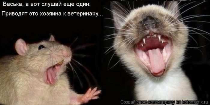 Кошарики :) Кошарики :)