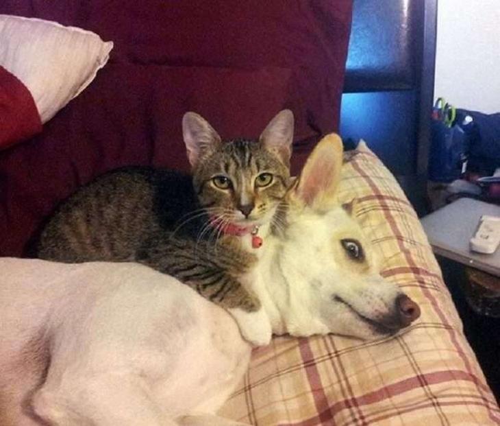 Кошки, которые настолько обнаглели, что используют собак вместо подушки Кошки, которые настолько обнаглели, что используют собак вместо подушки