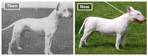 От мопсов до овчарок: как разные породы собак изменились за 100 лет домашние животные,наши любимцы