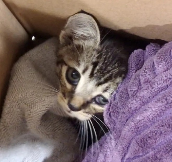 Котенок в коробке