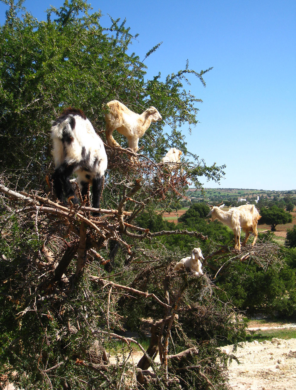 Марокканские козы-древолазы Африка,козы,Марокко