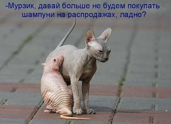 ÐšÐ¸Ñ-ÐºÐ¸Ñ- ÑŽÐ¼Ð¾Ñ€