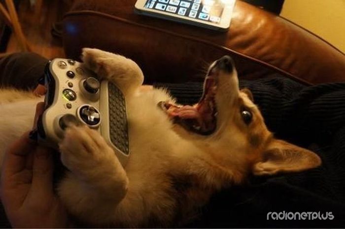 Эти смешные животные Эти смешные животные