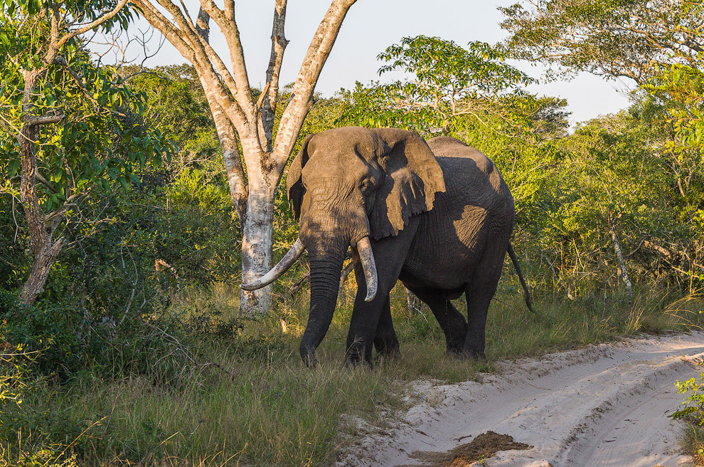 Беззащитные гиганты Беззащитные гиганты