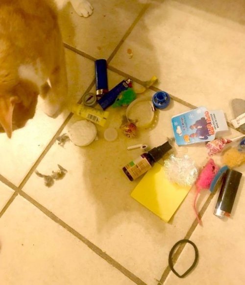 20 фотографий, доказывающих, что кошки — это море любви… и немножко головной боли 20 фотографий, доказывающих, что кошки — это море любви… и немножко головной боли