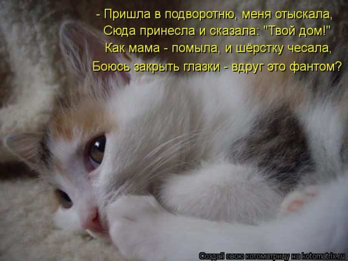 Кошарики :) Кошарики :)