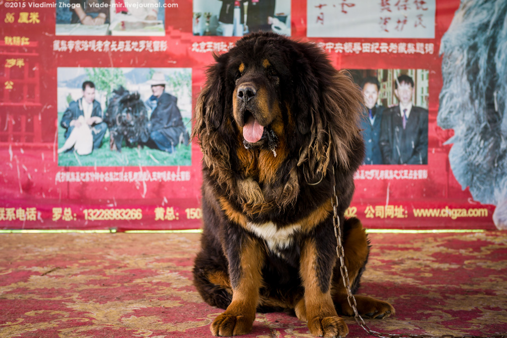 Самые дорогие собаки в мире путешествия,Тибет,Тибетский мастиф