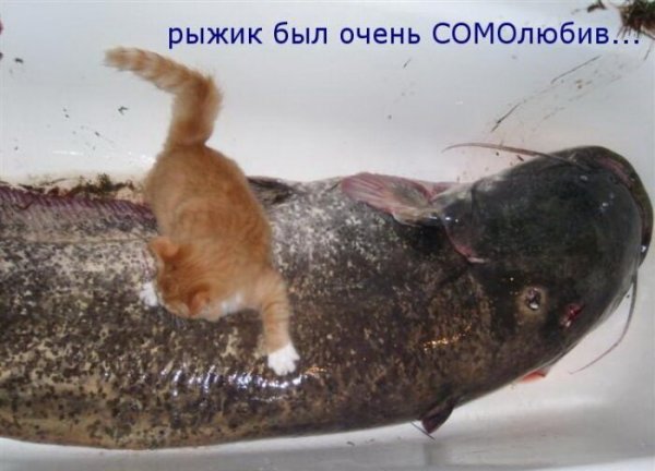 ÐšÐ¸Ñ-ÐºÐ¸Ñ- ÑŽÐ¼Ð¾Ñ€