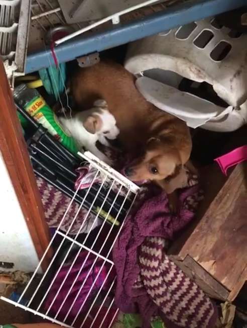 Стены старого отеля такого еще не видели! 12 щенков погибали среди мусора, а потом появились и другие Стены старого отеля такого еще не видели! 12 щенков погибали среди мусора, а потом появились и другие