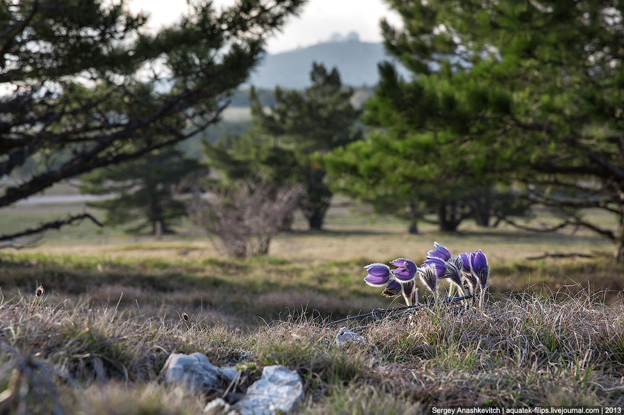 Как цветут Крымские горы весна