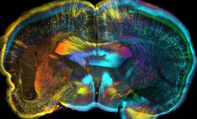 Мозг мыши наука, фото