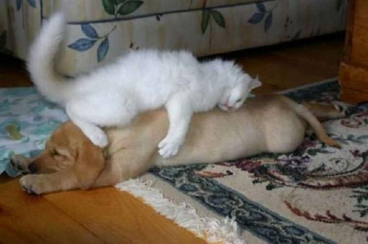 Кошки, которые настолько обнаглели, что используют собак вместо подушки Кошки, которые настолько обнаглели, что используют собак вместо подушки