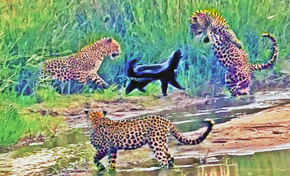 3 леопарда посчитали медоеда легкой целью, но уже через минуту им пришлось бежать: видео