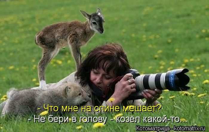 Кошарики :) Кошарики :)