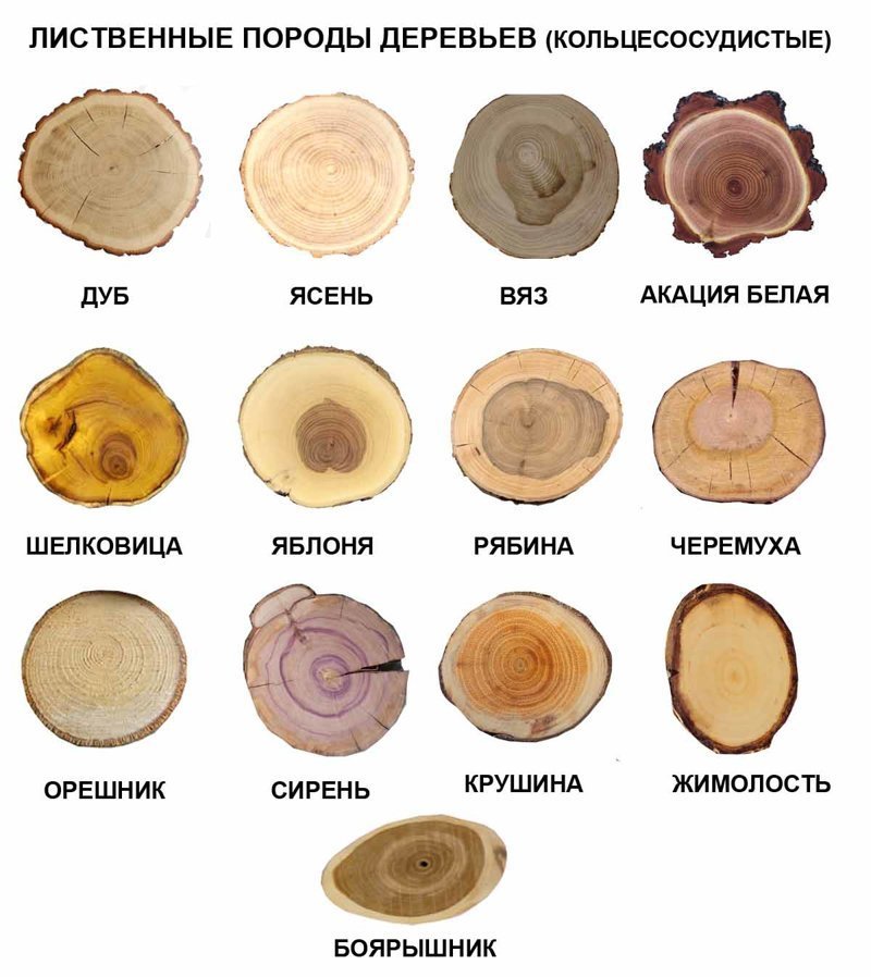 Лиственные кольцесосудистые породы деревьев деревья, древесина, интересное, природа, факты