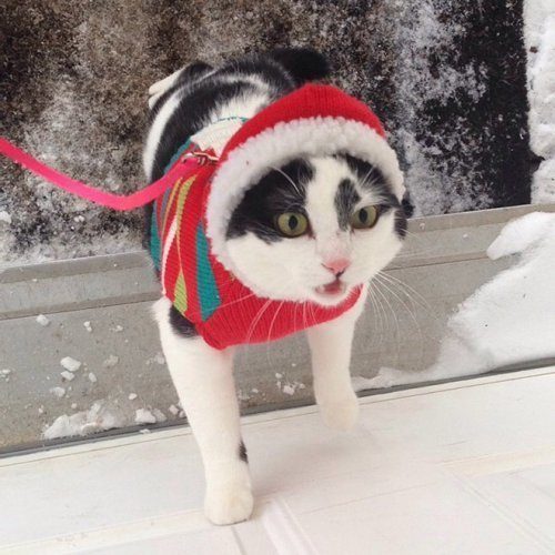 Кошки и снег