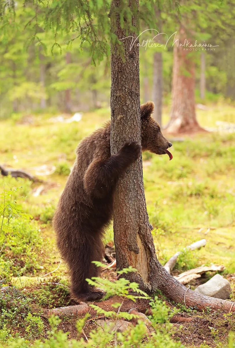 Из жизни медведей в финских лесах. Фотограф Валттери Мулкахайнен (VALTTERI MULKAHAINEN)