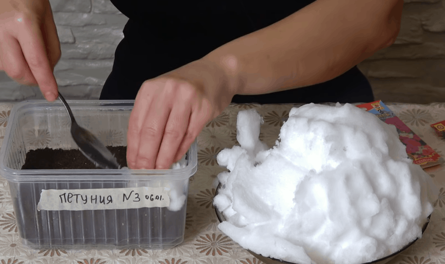 Уникальный способ посева петунии: быстрые всходы плюс закаливание Уникальный способ посева петунии: быстрые всходы плюс закаливание