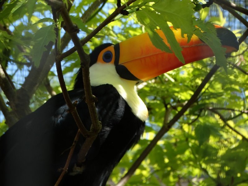 Королевский зоопарк Амстердама Королевский зоопарк Амстердама зоопарк, путешествия, факты, фото