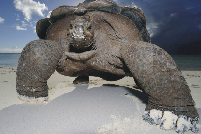 Хищная черепаха нападает на животных, птиц и даже крокодилов Хищная черепаха нападает на животных, птиц и даже крокодилов культура