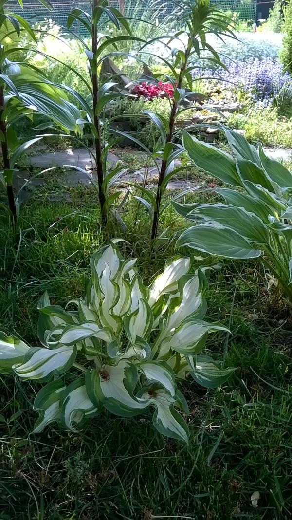 Как я их хотела!!! Ножницы от Gardena Как я их хотела!!! Ножницы от Gardena
