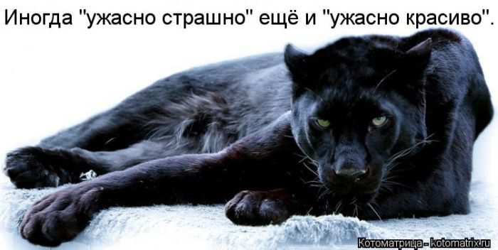 Кошарики :) Кошарики :)