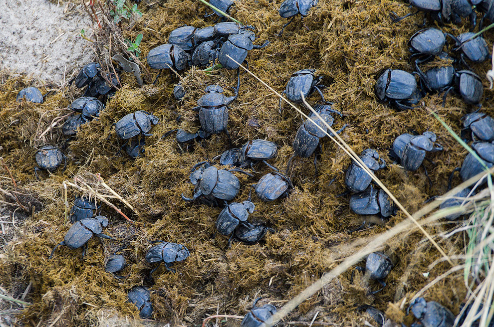 Беззащитные гиганты Беззащитные гиганты