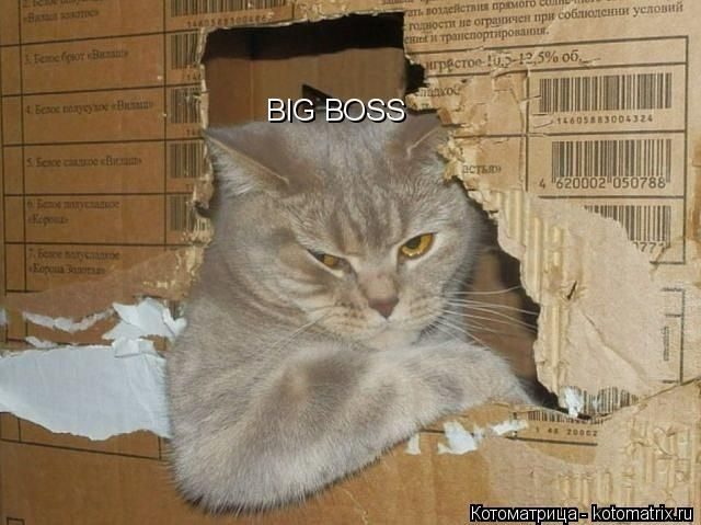 Самые смешные котоматрицы за прошедшую неделю