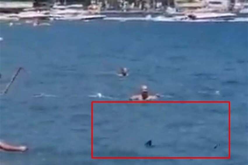 Нападение турции. Акула в Египте напала на туриста. Акула напалаала в Египте.