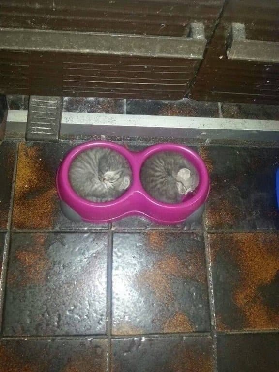 Собаки тоже устают Собаки тоже устают картинки,юмор